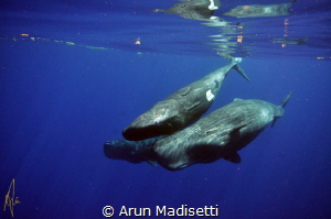 "The third wheel". male and female with another female be... by Arun Madisetti 